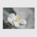 Цветки жасмина и капельки