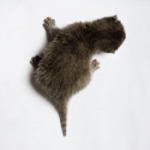 Котенок карабкается по спине