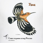 Летящий удод