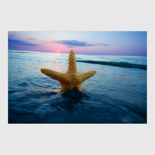 Постер с принтом Морская звезда