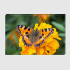 Бабочка на цветке