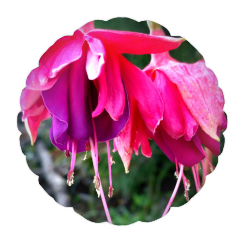 Подушка с принтом "Фуксия"