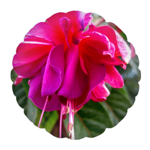 Подушка с принтом "Фуксия"