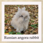 Russian angora rabbit