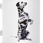 Далматинец