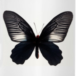 Черная бабочка