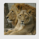 Лев и львица (фото)
