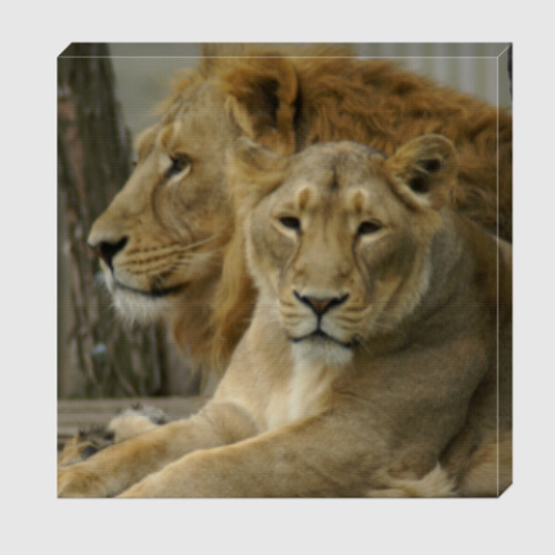 Холст Лев и львица (фото)