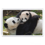 Панды обнимаются