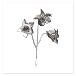 Колокольчик