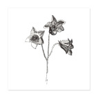 Колокольчик