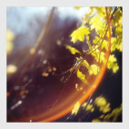 Золотой клён