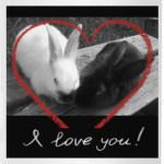 Зайцы-кролики