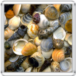  ракушки