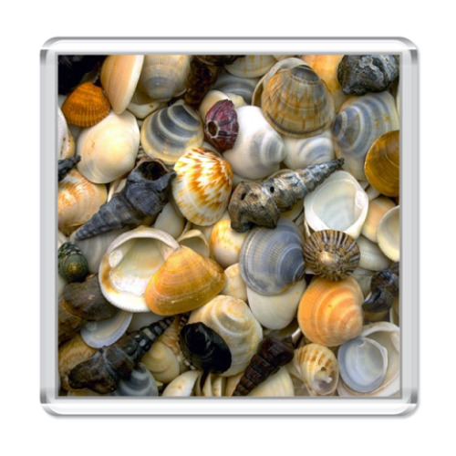 Магнит с принтом  ракушки