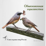 Обыкновенные горихвостки