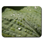 Капельки росы