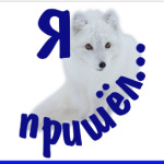 Полярный песец. Белый и пушистый.