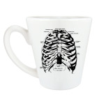 Строение грудной клетки