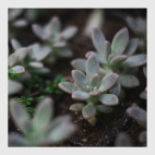 Постер 20 х 20 см суккуленты