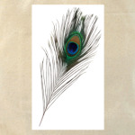  Перо павлина