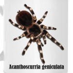 Geniculata