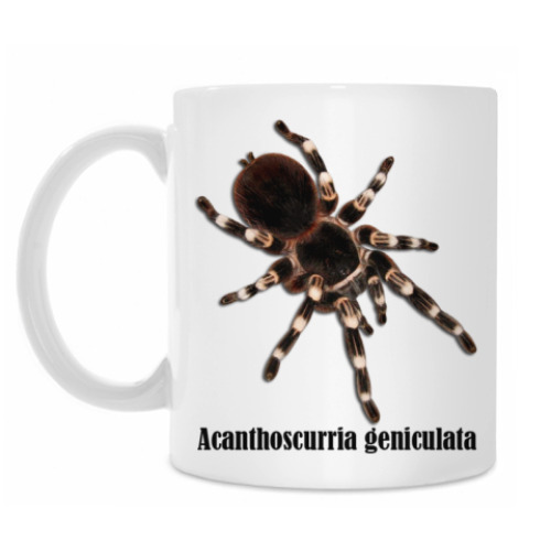 Кружка с принтом Geniculata