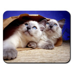 КОТЯТА В ПАКЕТЕ