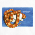 E.guttata creamsicle