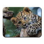 Милый леопард