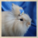 Russian angora rabbit