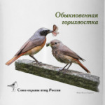 Обыкновенная горихвостка