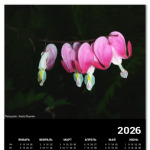 Разбитое сердце