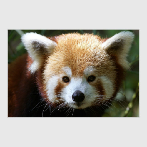 Постер с принтом Этот удивительный мир