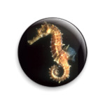  Морской конек