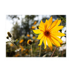 Солнечный цветок