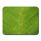 Анатомия древесного листа