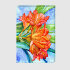 акварельная кливия