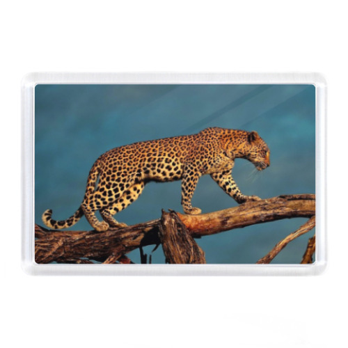 Магнит с принтом  Леопард