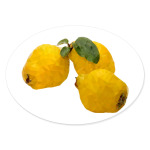 Quince. Low poly.