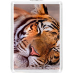 Спящий тигр