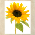  ''Sunflower''