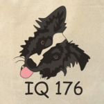 бордер колли