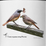 Горихвостки