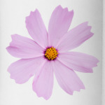 Цветок космеи (Cosmos Cav.)
