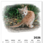 Милый хищник