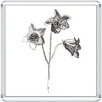 Колокольчик