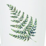 Папоротник