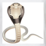 Cobra
