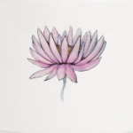 Цветок лотоса